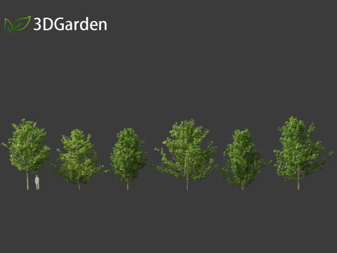 Platanus acerifolia London plane 01 3D Model