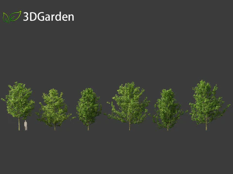 Platanus acerifolia London plane 01 3D Model