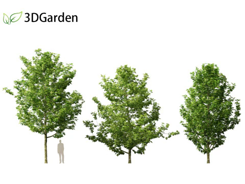 Platanus acerifolia London plane 01 3D Model