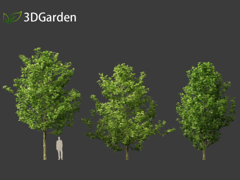 Platanus acerifolia London plane 01 3D Model