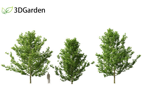 Platanus acerifolia London plane 01 3D Model