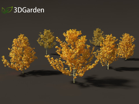 Platanus acerifolia London plane 03 3D Модель