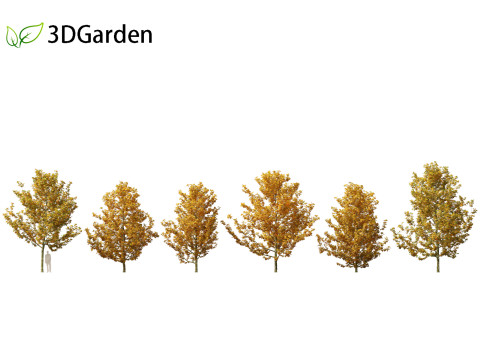 Platanus acerifolia London plane 03 3D Model