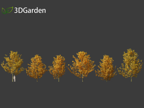 Platanus acerifolia London plane 03 3D Модель