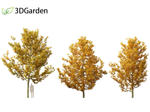 Platanus acerifolia London plane 03 3D Модель