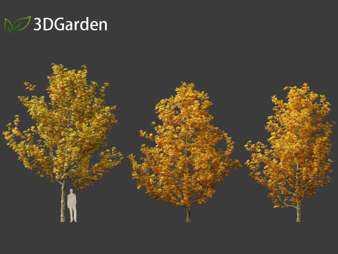 Platanus acerifolia London plane 03 3D Модель