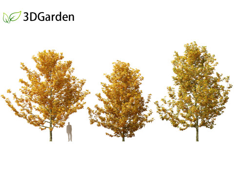 Platanus acerifolia London plane 03 3D Модель