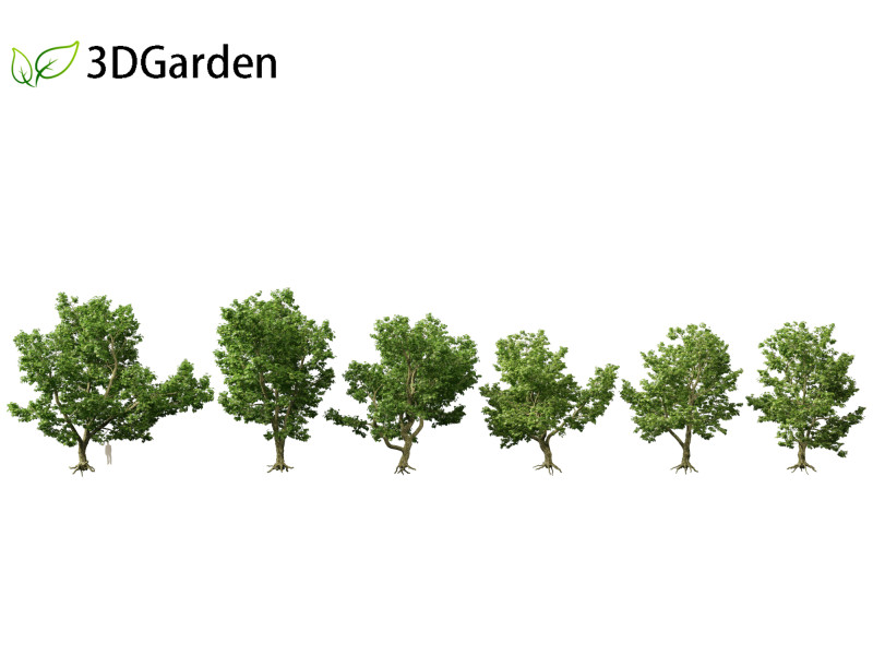 Platanus acerifolia London plane 04 Model 3D .c4d .max .obj .3ds .fbx .stl .blend