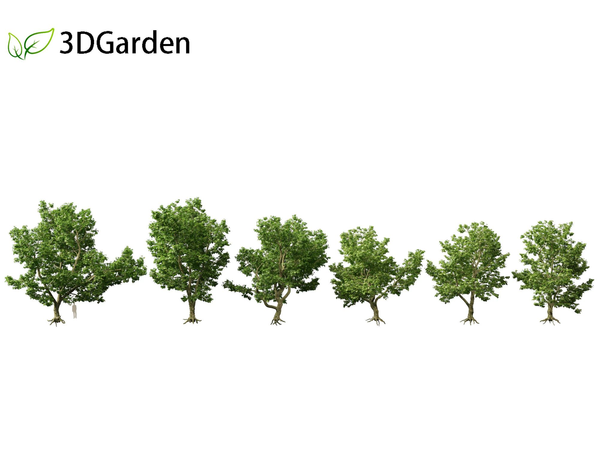 Platanus acerifolia London plane 04 3D Model .c4d .max .obj .3ds .fbx .stl .blend 