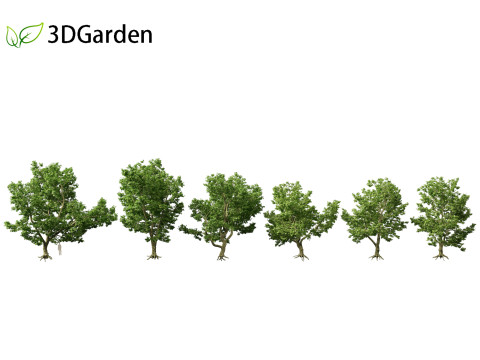 Platanus acerifolia London plane 04 3D Модель
