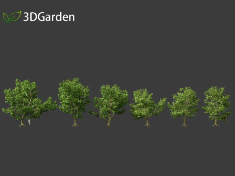Platanus acerifolia London plane 04 3D Model