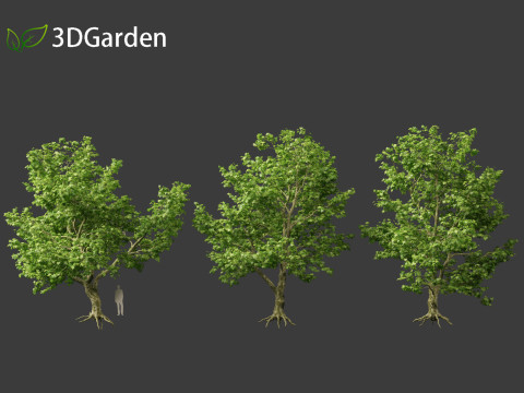 Platanus acerifolia London plane 04 Model 3D
