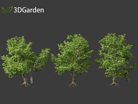 Platanus acerifolia London plane 04 3D Model