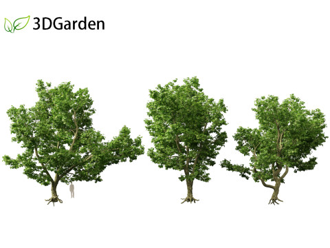 Platanus acerifolia London plane 04 Model 3D