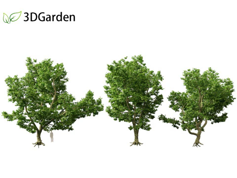 Platanus acerifolia London plane 04 3D Model
