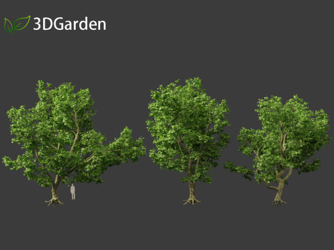 Platanus acerifolia London plane 04 Model 3D