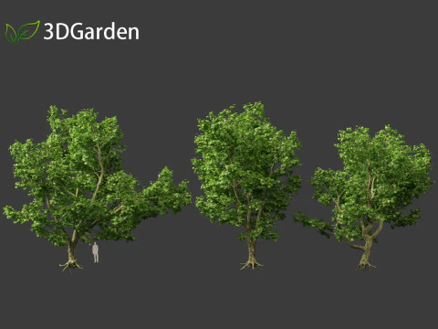Platanus acerifolia London plane 04 3D Model