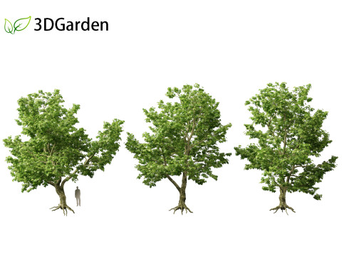 Platanus acerifolia London plane 04 Model 3D