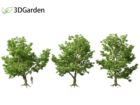 Platanus acerifolia London plane 04 3D Model