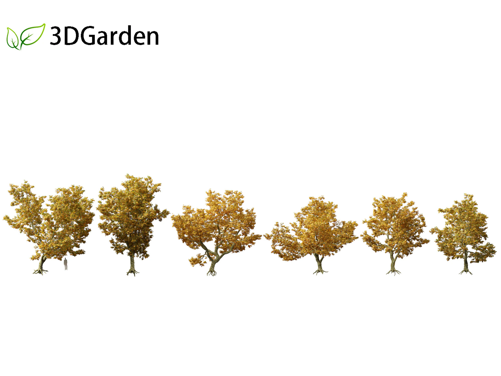 Platanus acerifolia London plane 05 3D Model .c4d .max .obj .3ds .fbx .stl .blend 