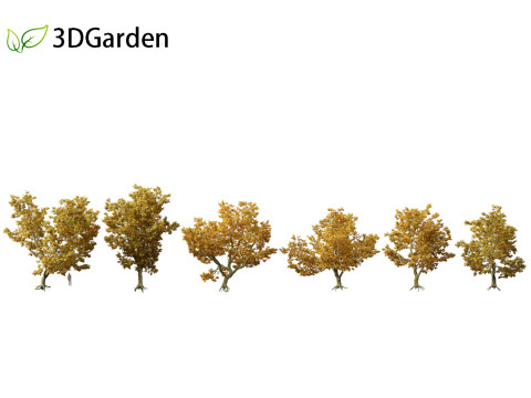 Platanus acerifolia London plane 05 3D Model