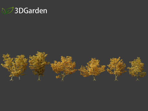 Platanus acerifolia London plane 05 3D 모델