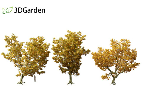 Platanus acerifolia London plane 05 3D Model