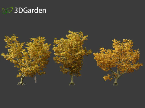 Platanus acerifolia London plane 05 3D Model