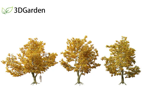 Platanus acerifolia London plane 05 3D Model