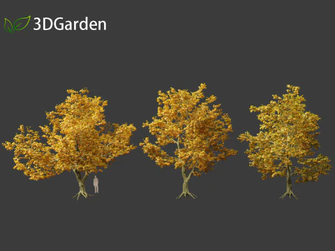 Platanus acerifolia London plane 05 3D Model