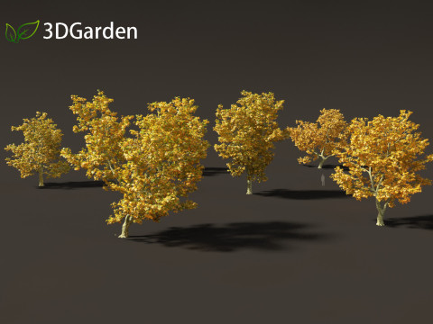 Platanus acerifolia London plane 05 3D 모델