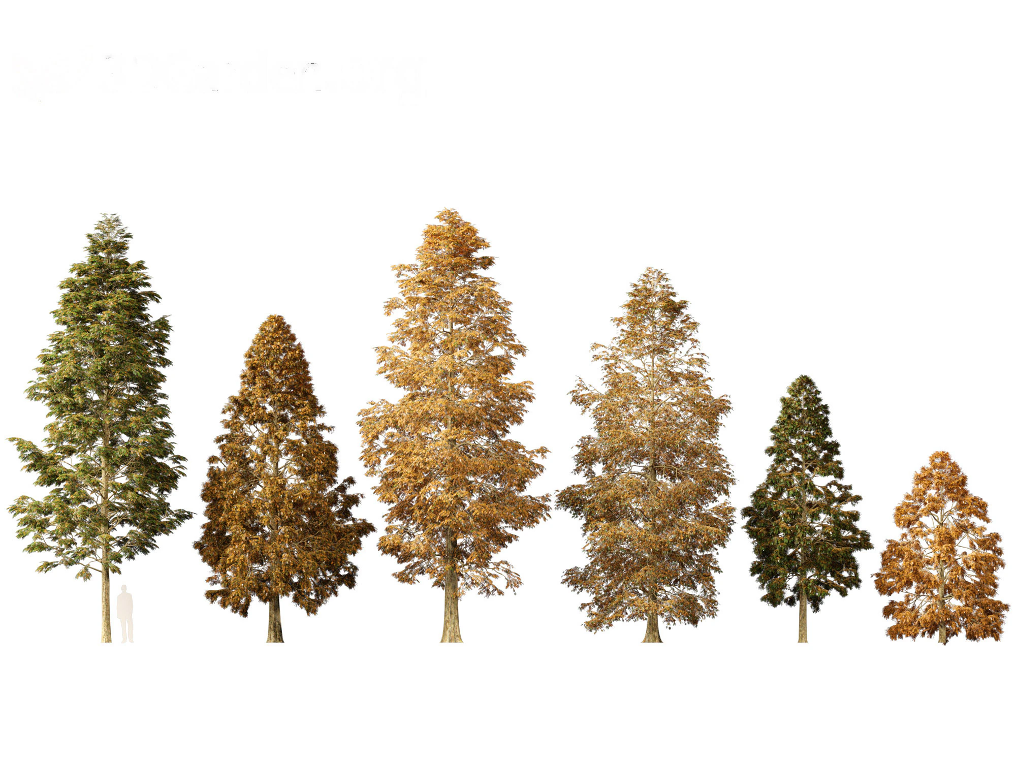 Metasequoia glyptostroboides - Dawn redwood 01 3D Model .c4d .max .obj .3ds .fbx .stl .blend 