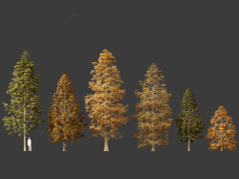 Metasequoia glyptostroboides - Dawn redwood 01 3D 모델