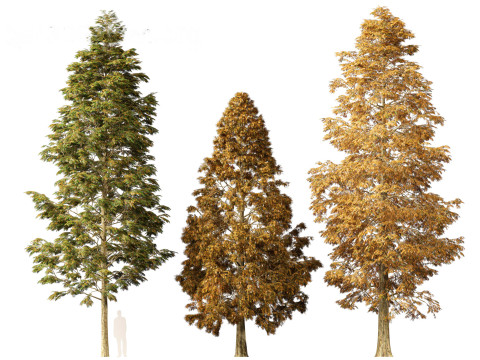 Metasequoia glyptostroboides - Dawn redwood 01 3D 모델
