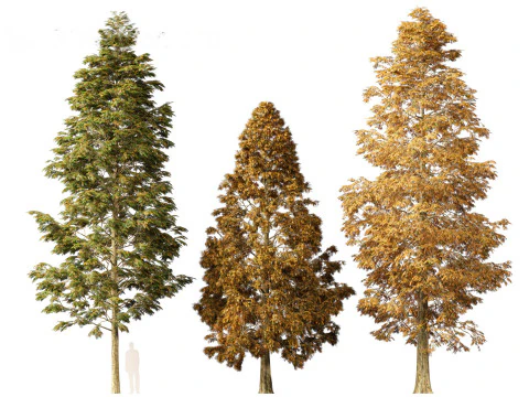 Metasequoia glyptostroboides - Dawn redwood 01 3D Model