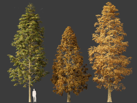 Metasequoia glyptostroboides - Dawn redwood 01 3D 모델