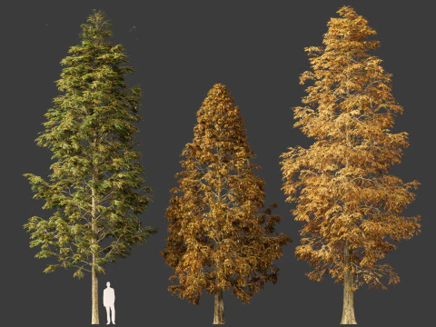 Metasequoia glyptostroboides - Dawn redwood 01 3D Model