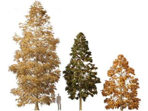 Metasequoia glyptostroboides - Dawn redwood 01 3D 모델