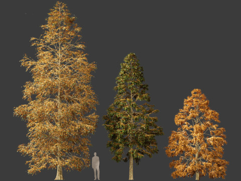 Metasequoia glyptostroboides - Dawn redwood 01 3D 모델