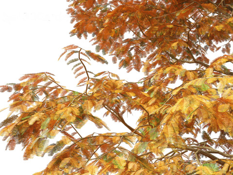 Metasequoia glyptostroboides - Dawn redwood 01 3D 모델