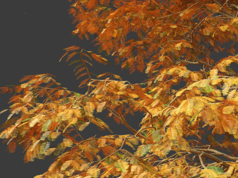 Metasequoia glyptostroboides - Dawn redwood 01 3D 모델