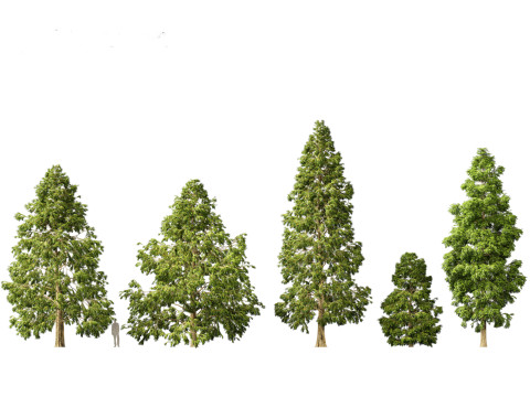 Metasequoia glyptostroboides - Dawn redwood 03 3D 모델