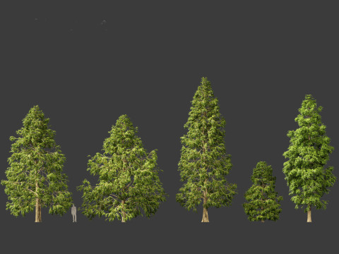 Metasequoia glyptostroboides - Dawn redwood 03 3D 模型