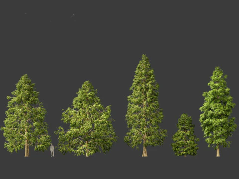 Metasequoia glyptostroboides - Dawn redwood 03 3D Model