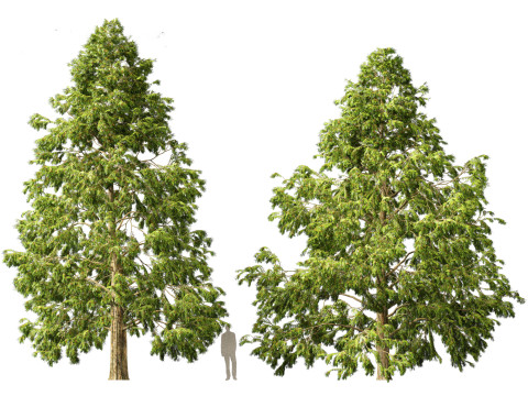 Metasequoia glyptostroboides - Dawn redwood 03 3D 模型
