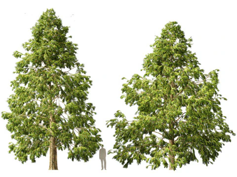 Metasequoia glyptostroboides - Dawn redwood 03 3D Model