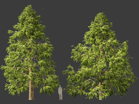Metasequoia glyptostroboides - Dawn redwood 03 3D 模型