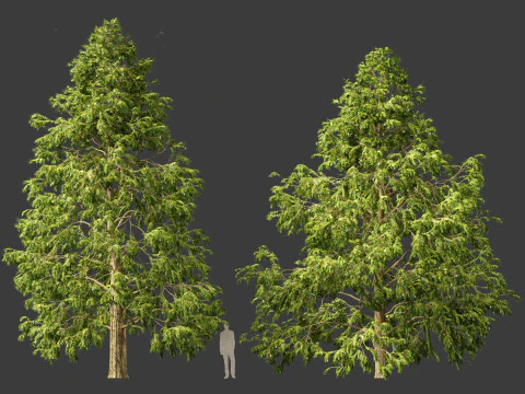 Metasequoia glyptostroboides - Dawn redwood 03 3D Model