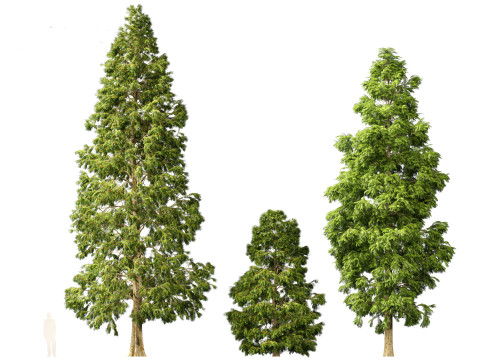Metasequoia glyptostroboides - Dawn redwood 03 3D 模型