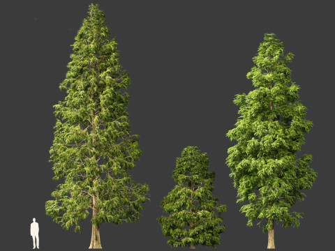 Metasequoia glyptostroboides - Dawn redwood 03 3D 模型